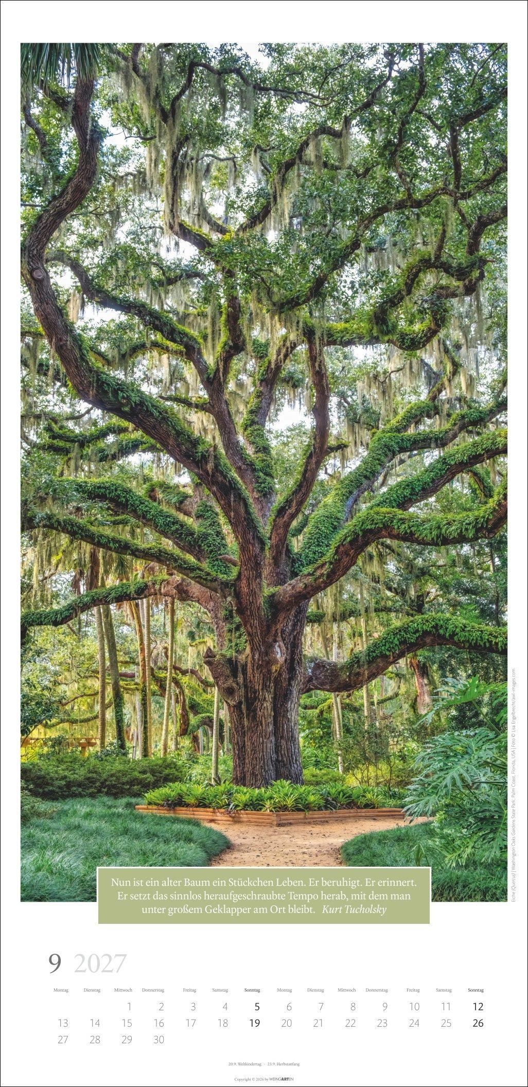 Beispielinhalt (Bild) Wunderwelt der Bäume Kalender 2027