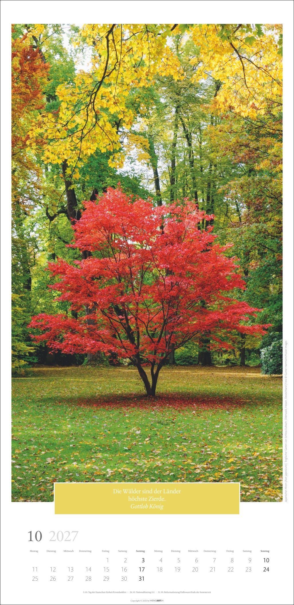 Beispielinhalt (Bild) Wunderwelt der Bäume Kalender 2027