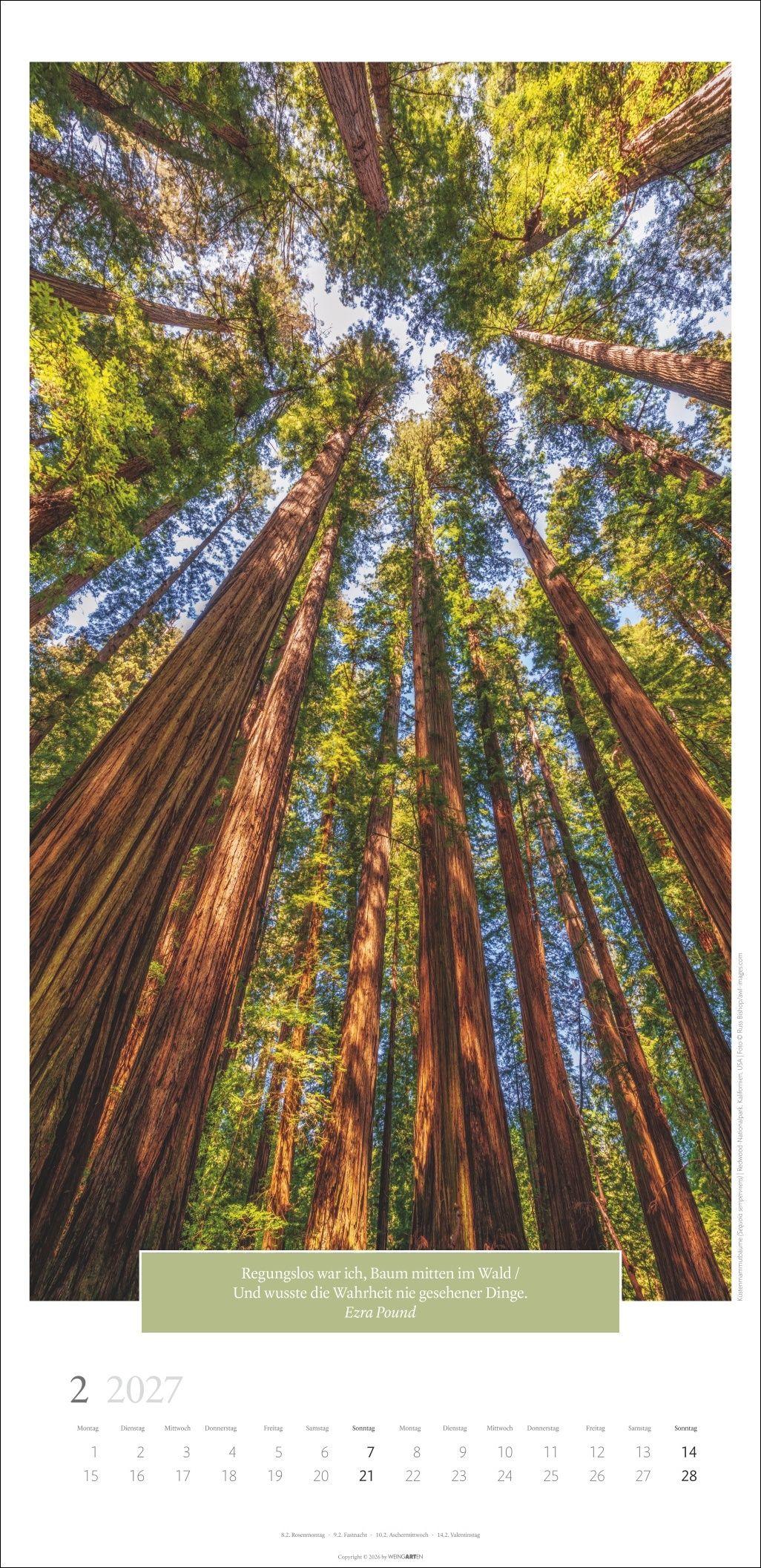 Beispielinhalt (Bild) Wunderwelt der Bäume Kalender 2027