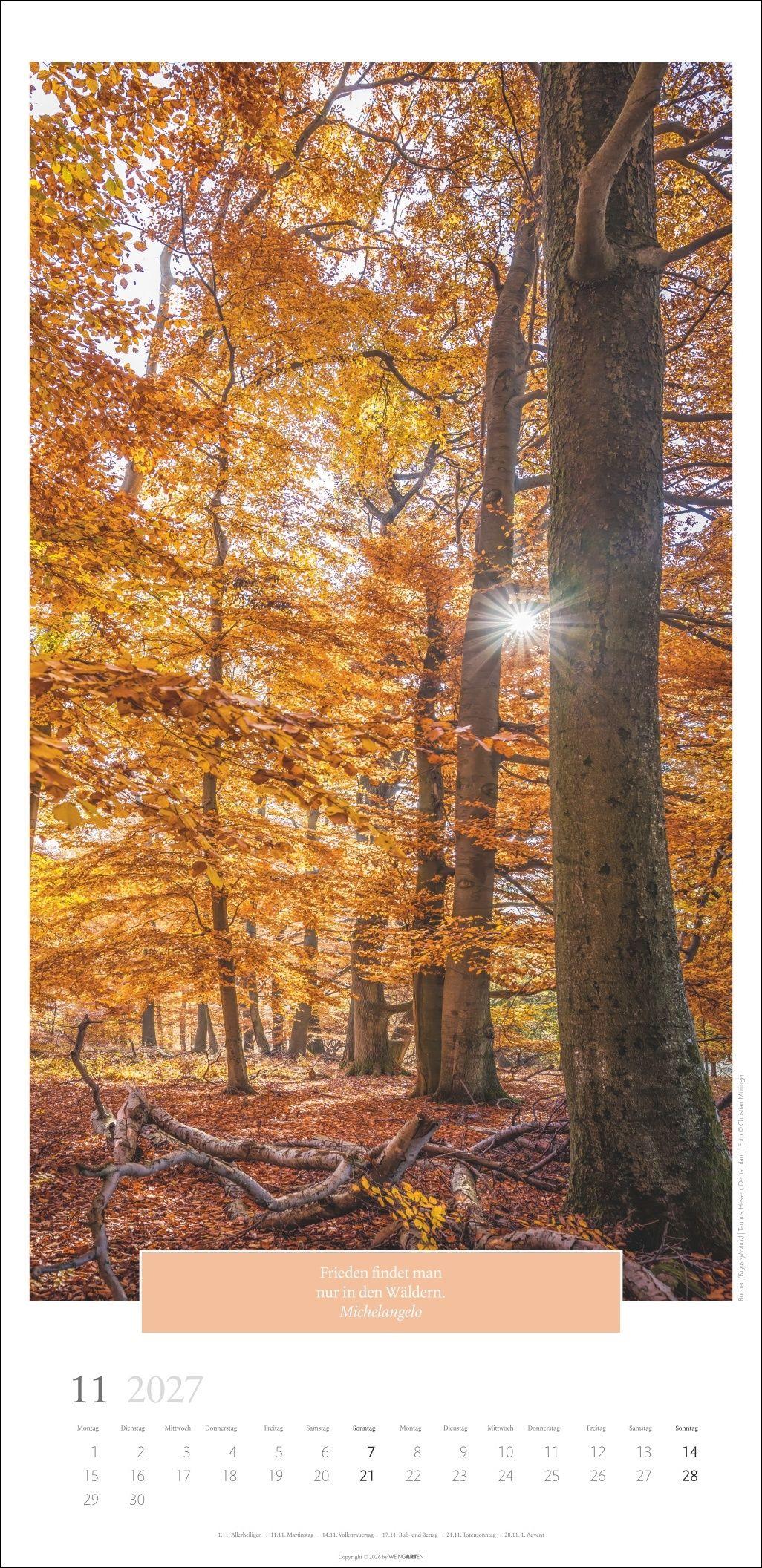Beispielinhalt (Bild) Wunderwelt der Bäume Kalender 2027