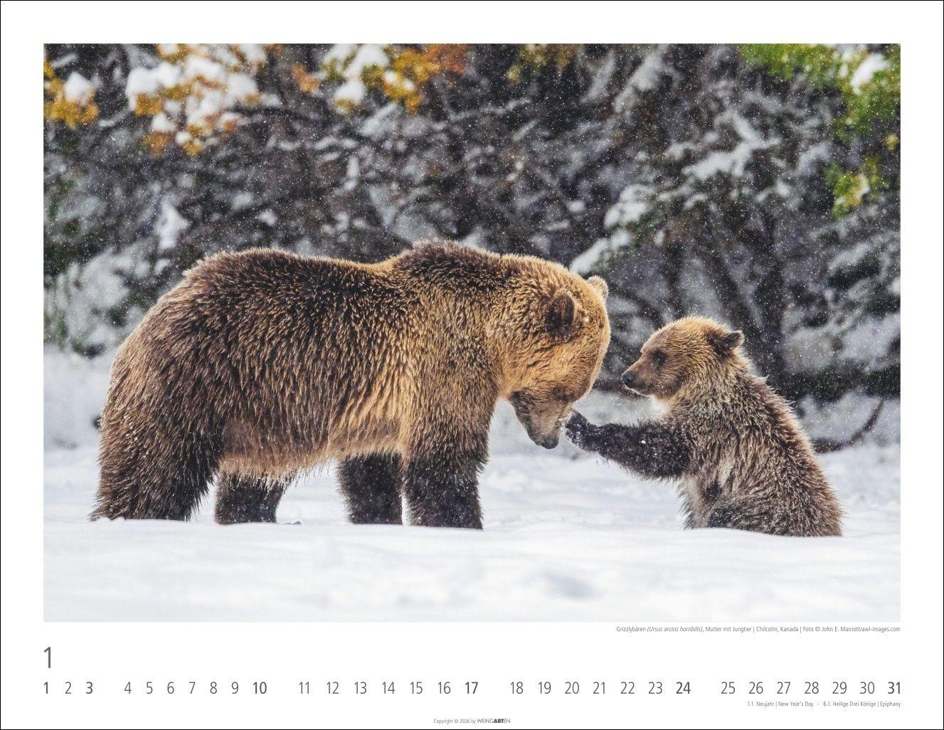 Beispielinhalt (Bild) Bären Kalender 2027