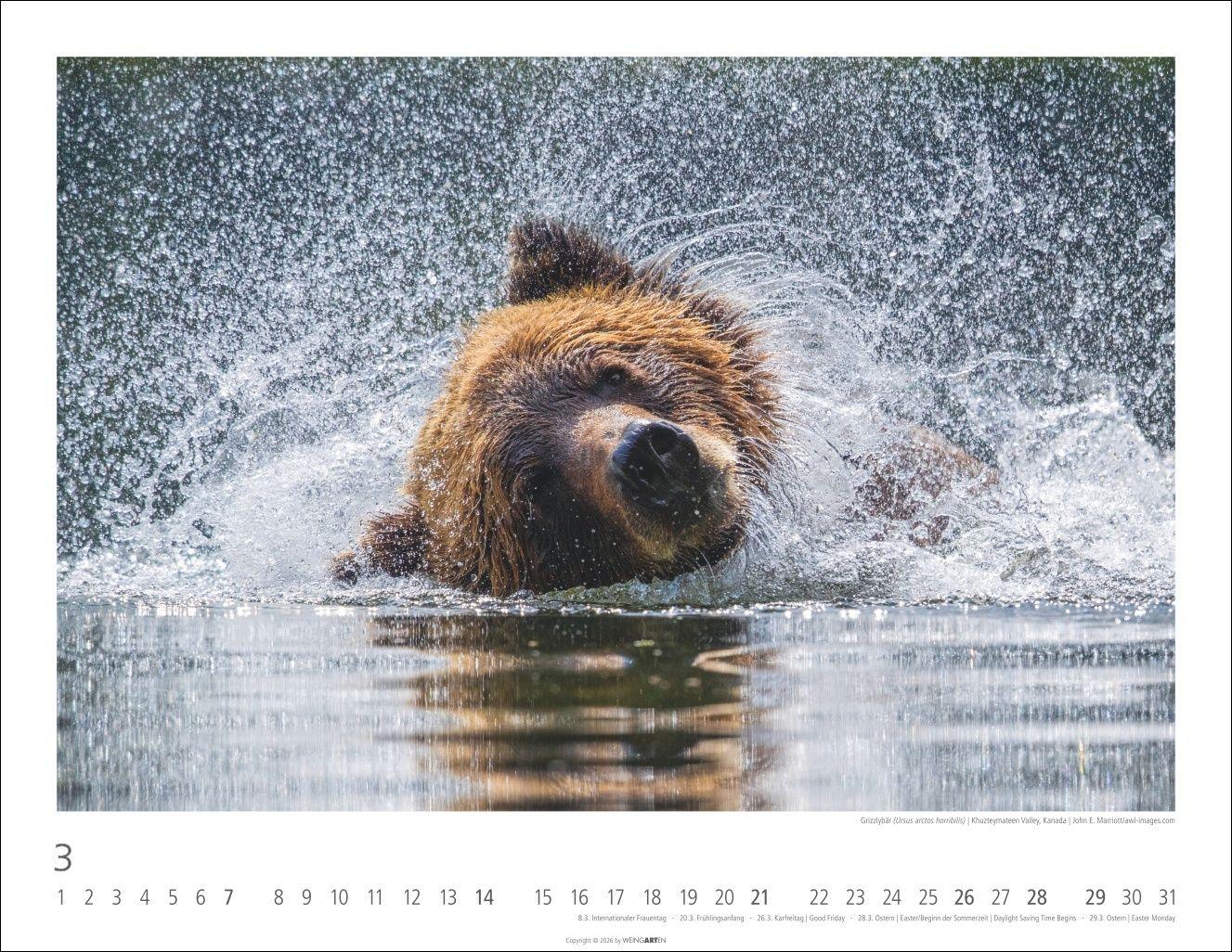 Beispielinhalt (Bild) Bären Kalender 2027