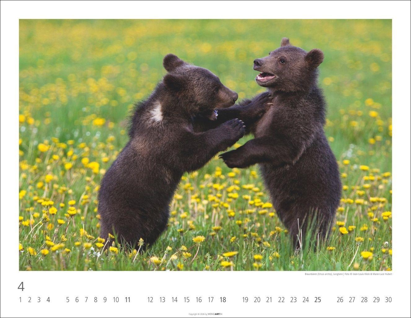 Beispielinhalt (Bild) Bären Kalender 2027