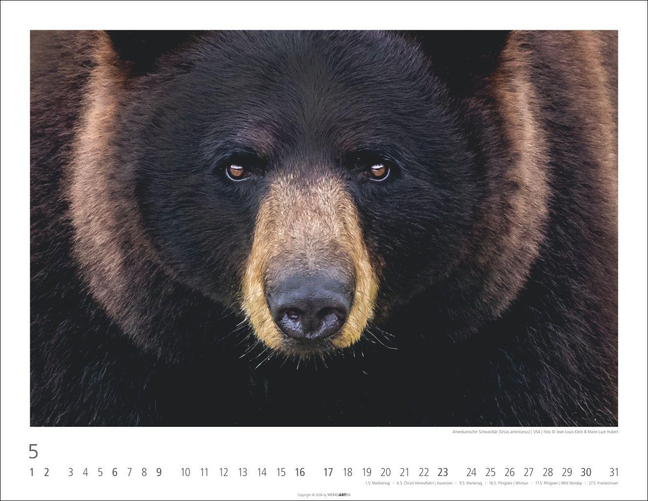 Beispielinhalt (Bild) Bären Kalender 2027