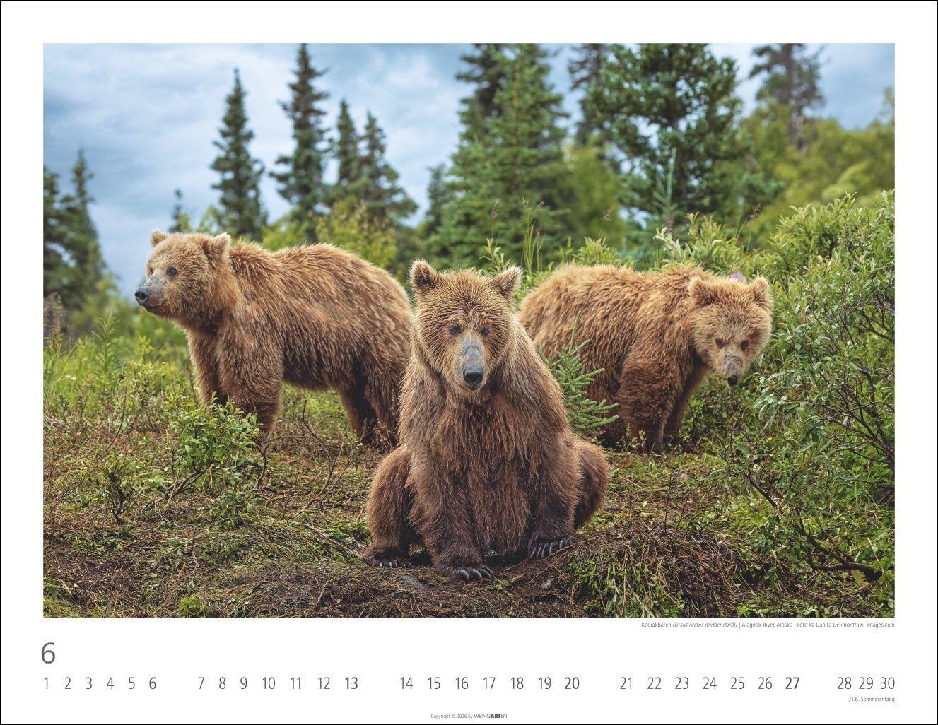 Beispielinhalt (Bild) Bären Kalender 2027