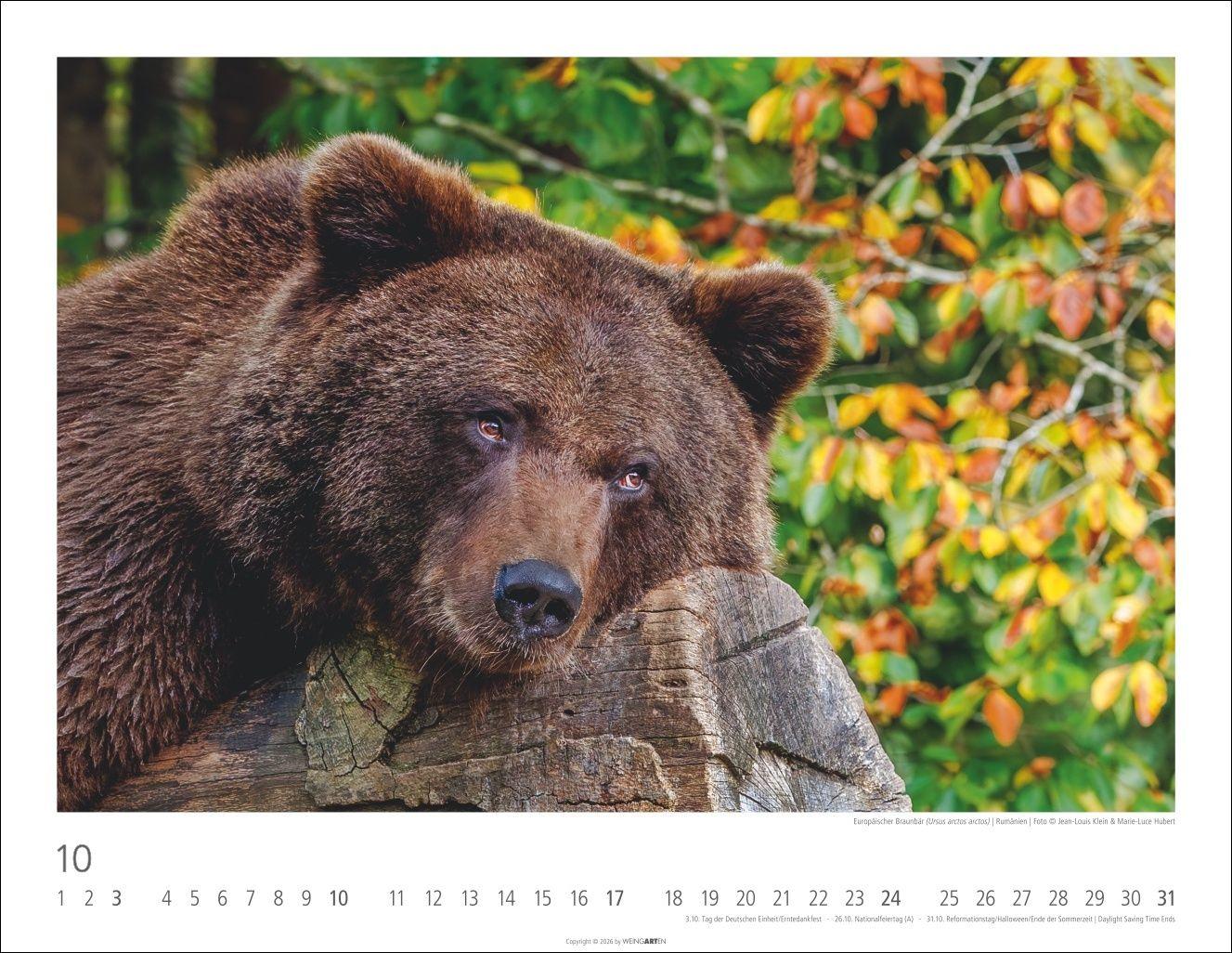 Beispielinhalt (Bild) Bären Kalender 2027