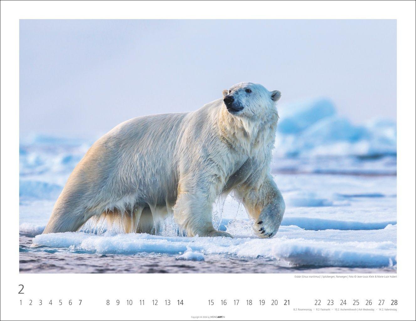 Beispielinhalt (Bild) Bären Kalender 2027