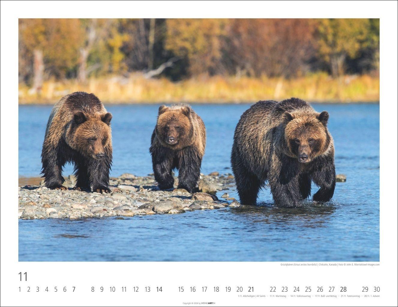 Beispielinhalt (Bild) Bären Kalender 2027