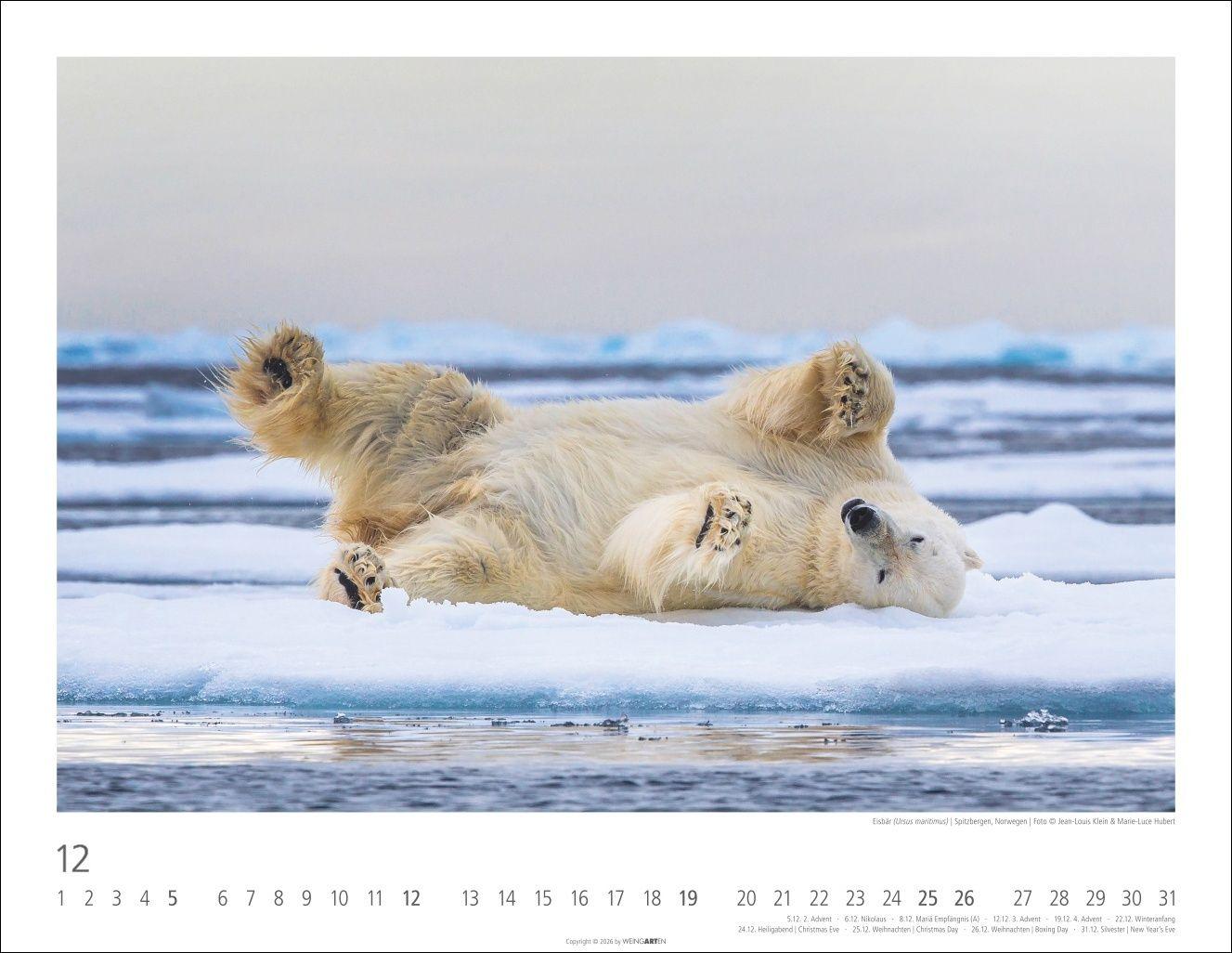 Beispielinhalt (Bild) Bären Kalender 2027
