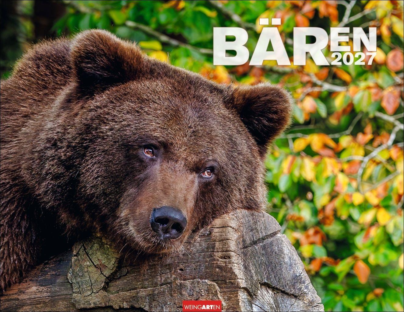 Vorderes Coverbild Bären Kalender 2027