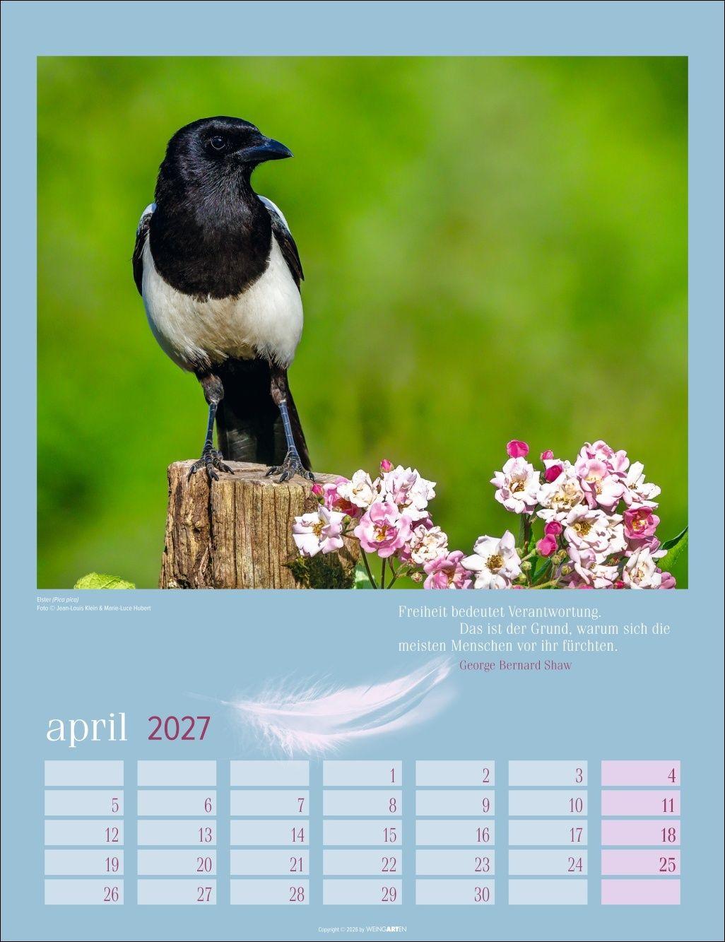 Beispielinhalt (Bild) Heimische Vögel Kalender 2027