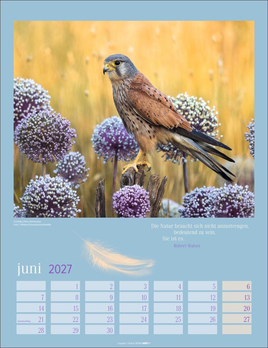 Beispielinhalt (Bild) Heimische Vögel Kalender 2027