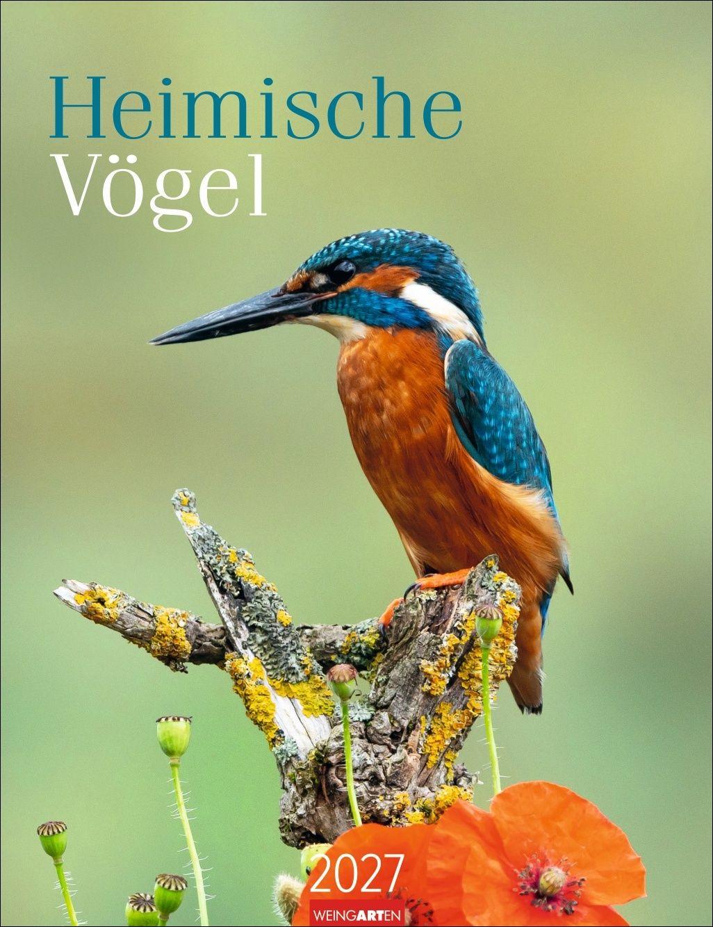 Vorderes Coverbild Heimische Vögel Kalender 2027