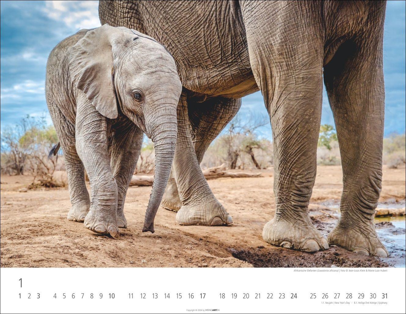 Beispielinhalt (Bild) Elefantenbabys Kalender 2027
