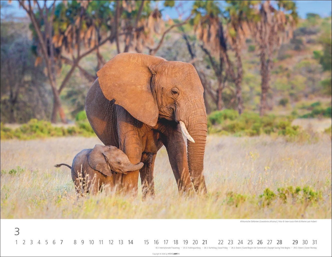 Beispielinhalt (Bild) Elefantenbabys Kalender 2027