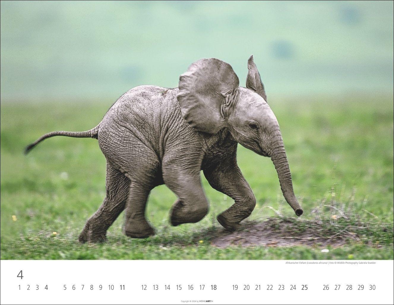 Beispielinhalt (Bild) Elefantenbabys Kalender 2027