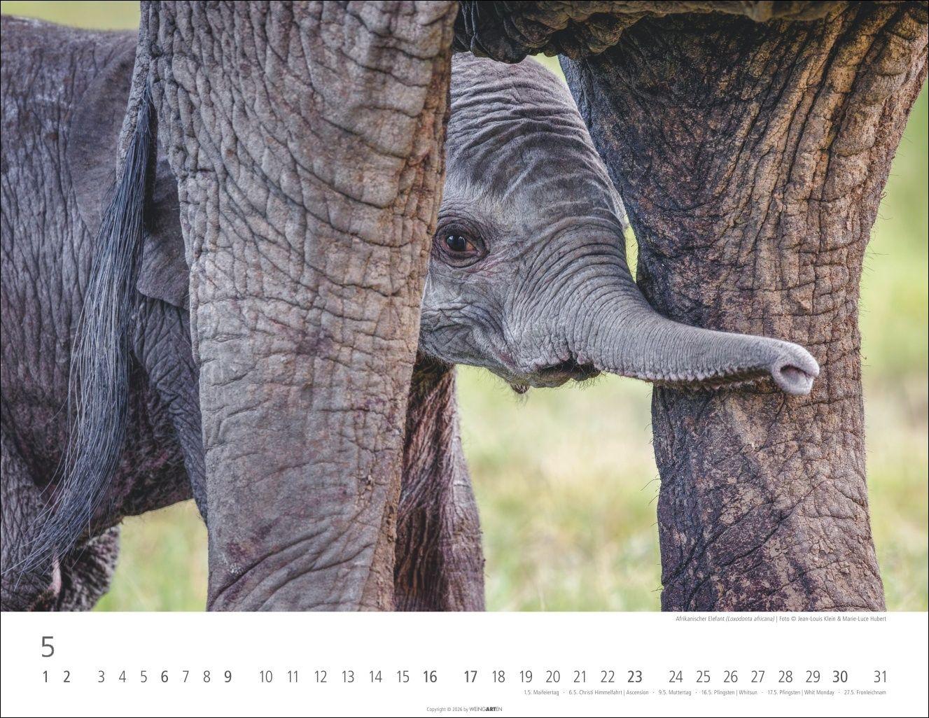 Beispielinhalt (Bild) Elefantenbabys Kalender 2027