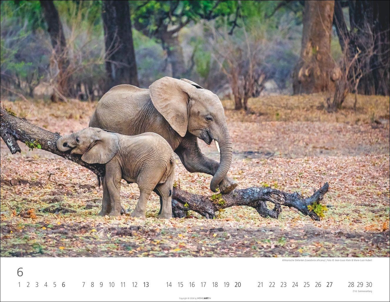 Beispielinhalt (Bild) Elefantenbabys Kalender 2027