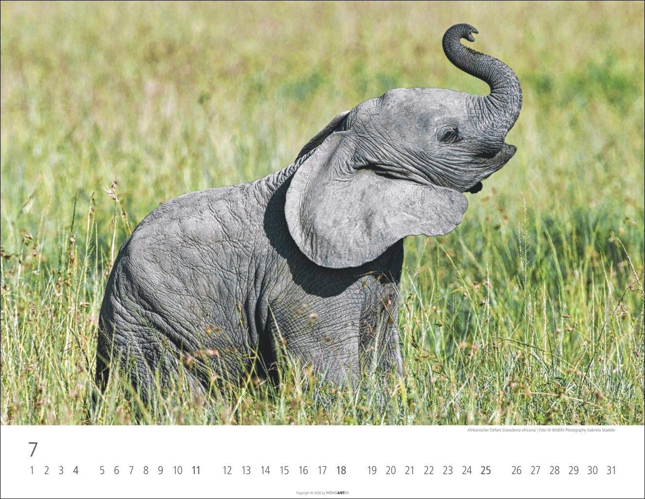 Beispielinhalt (Bild) Elefantenbabys Kalender 2027