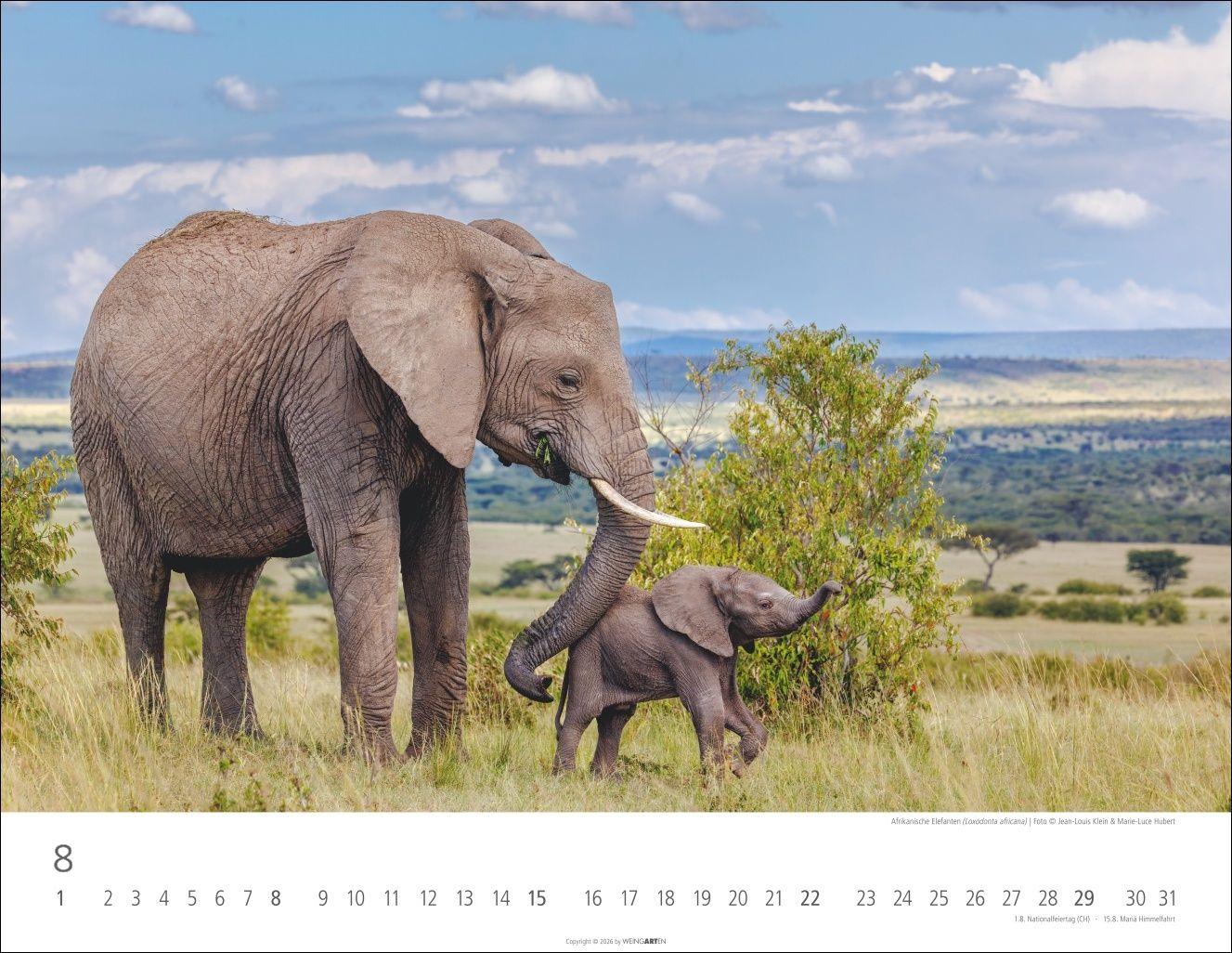 Beispielinhalt (Bild) Elefantenbabys Kalender 2027