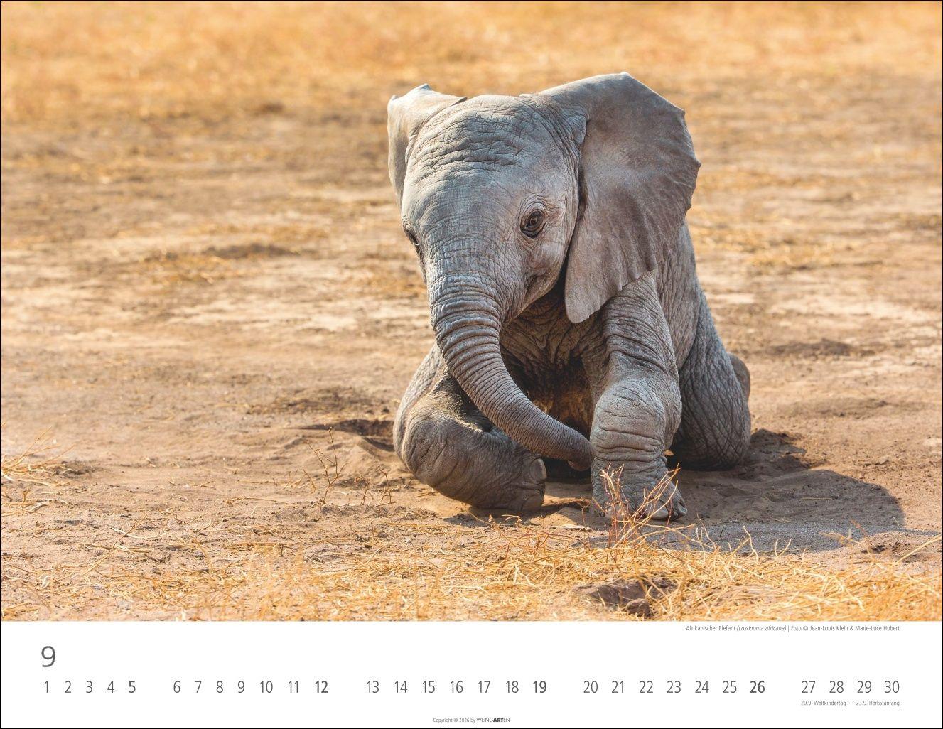 Beispielinhalt (Bild) Elefantenbabys Kalender 2027