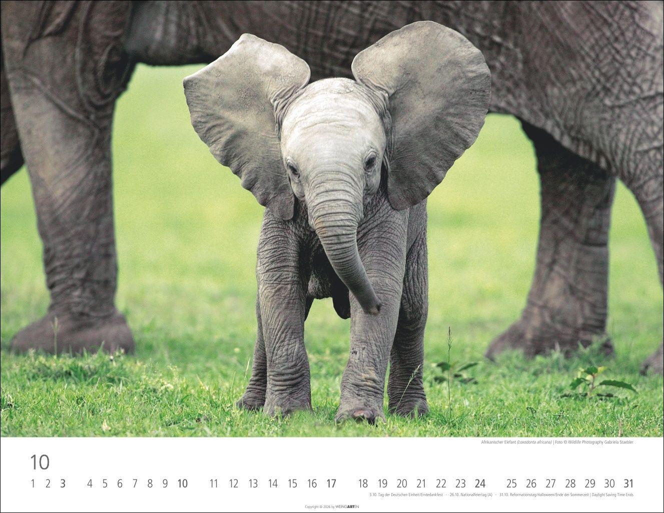 Beispielinhalt (Bild) Elefantenbabys Kalender 2027