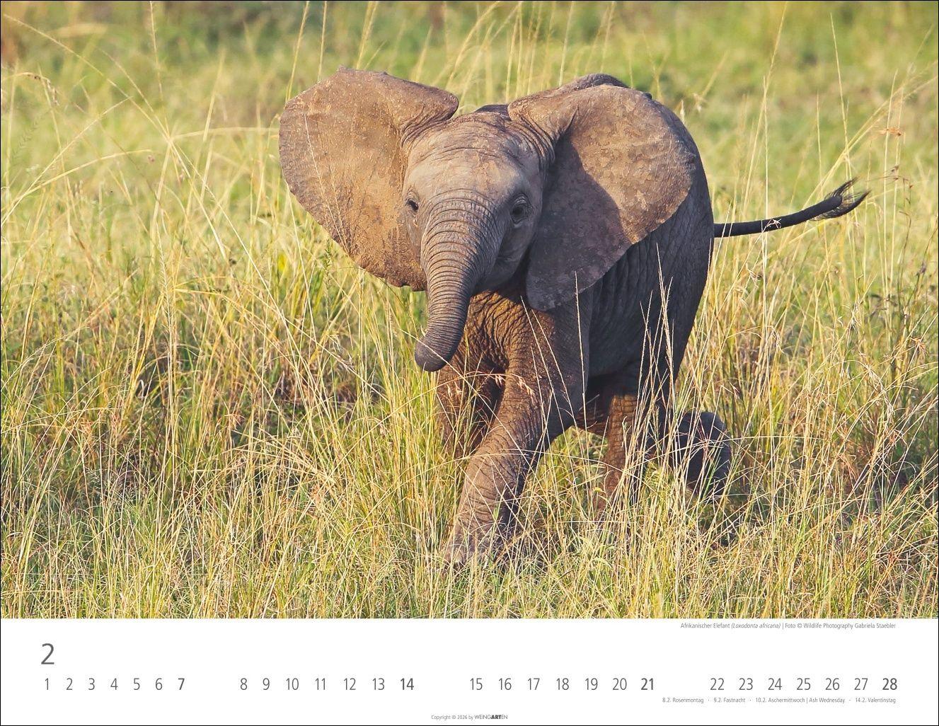 Beispielinhalt (Bild) Elefantenbabys Kalender 2027