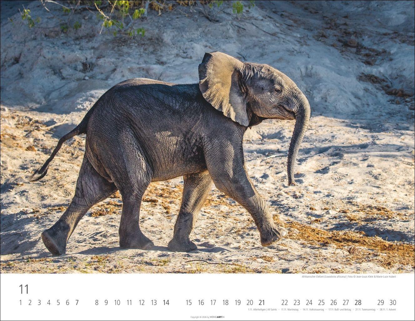 Beispielinhalt (Bild) Elefantenbabys Kalender 2027