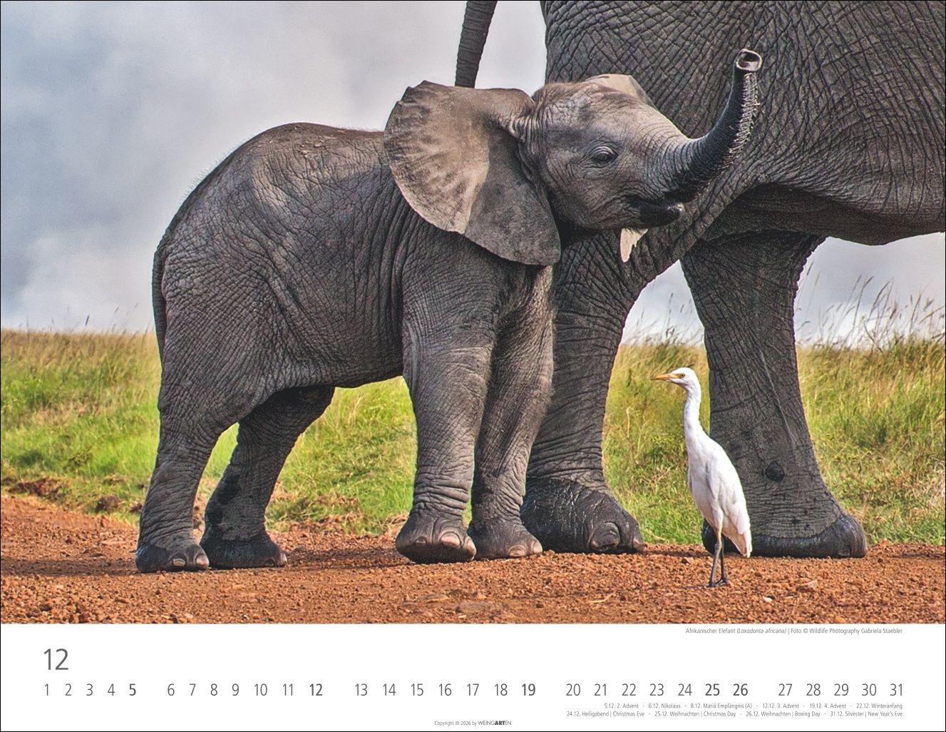 Beispielinhalt (Bild) Elefantenbabys Kalender 2027