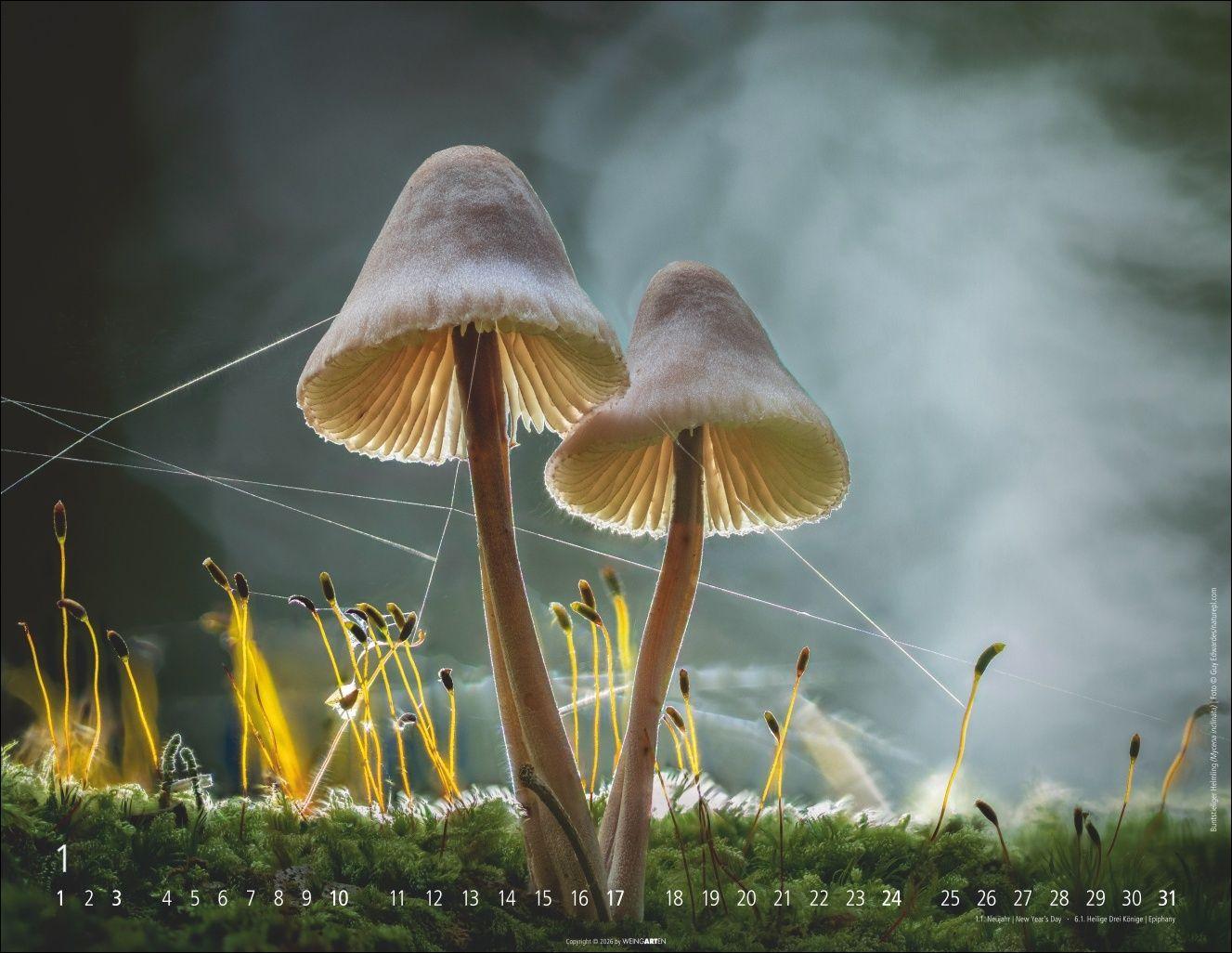 Beispielinhalt (Bild) Wunderwelt der Pilze Kalender 2027