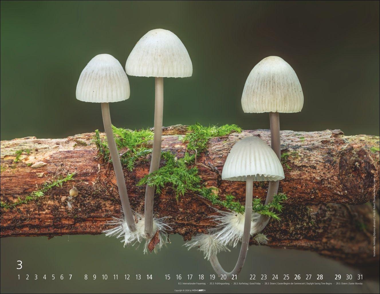 Beispielinhalt (Bild) Wunderwelt der Pilze Kalender 2027
