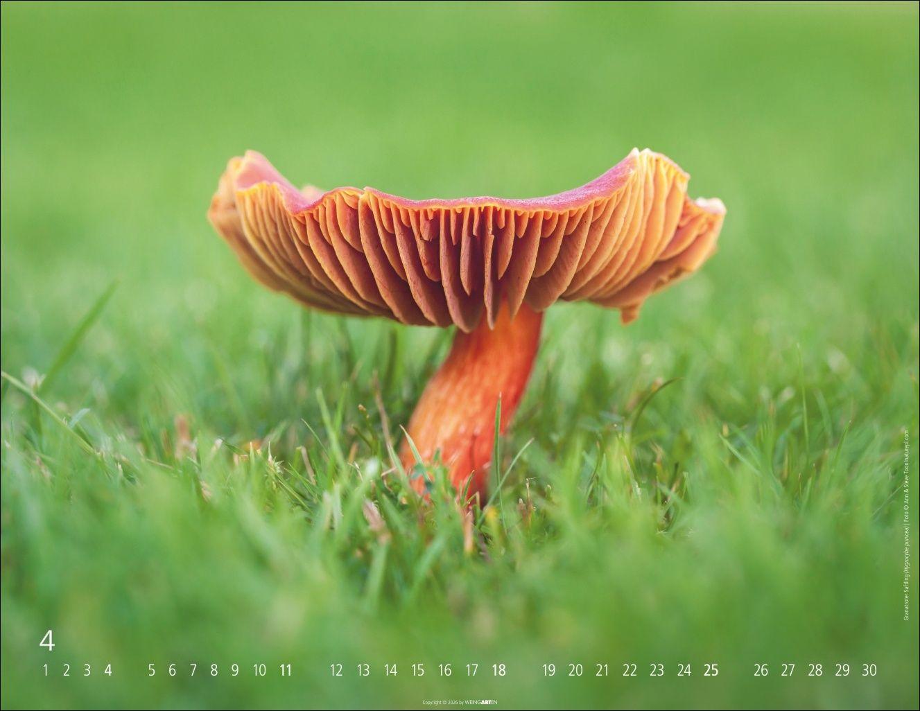 Beispielinhalt (Bild) Wunderwelt der Pilze Kalender 2027