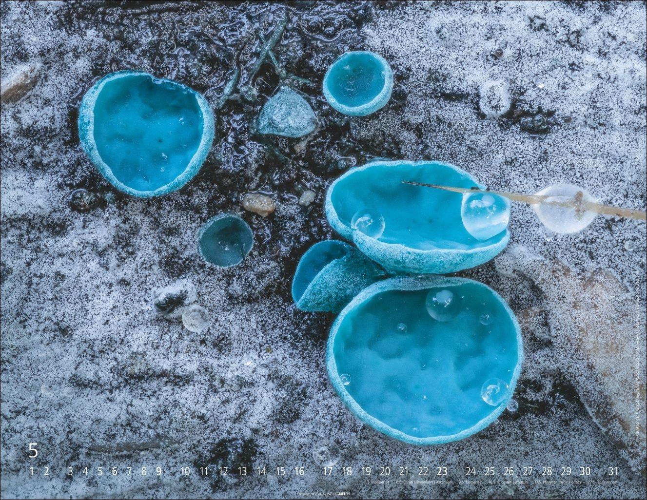 Beispielinhalt (Bild) Wunderwelt der Pilze Kalender 2027