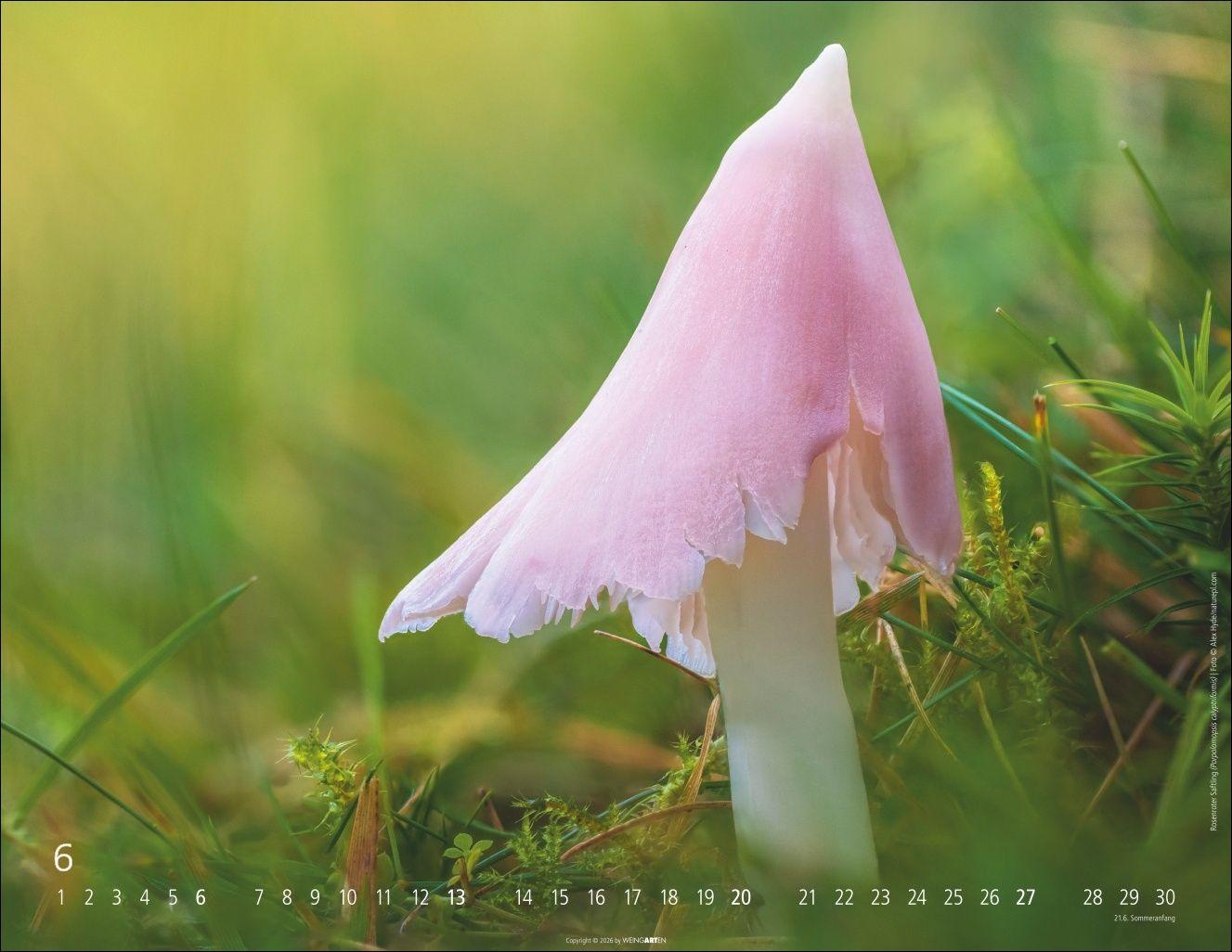 Beispielinhalt (Bild) Wunderwelt der Pilze Kalender 2027