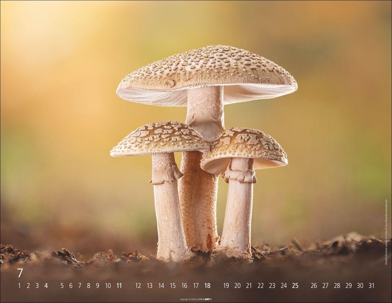 Beispielinhalt (Bild) Wunderwelt der Pilze Kalender 2027