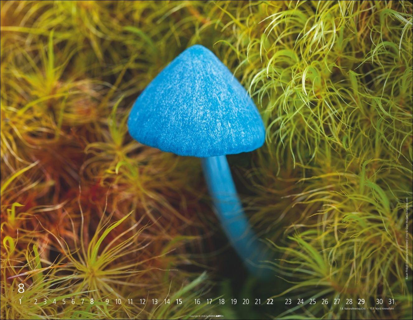 Beispielinhalt (Bild) Wunderwelt der Pilze Kalender 2027