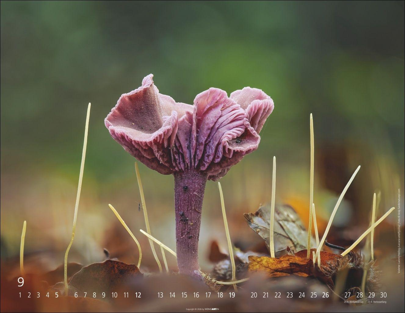 Beispielinhalt (Bild) Wunderwelt der Pilze Kalender 2027