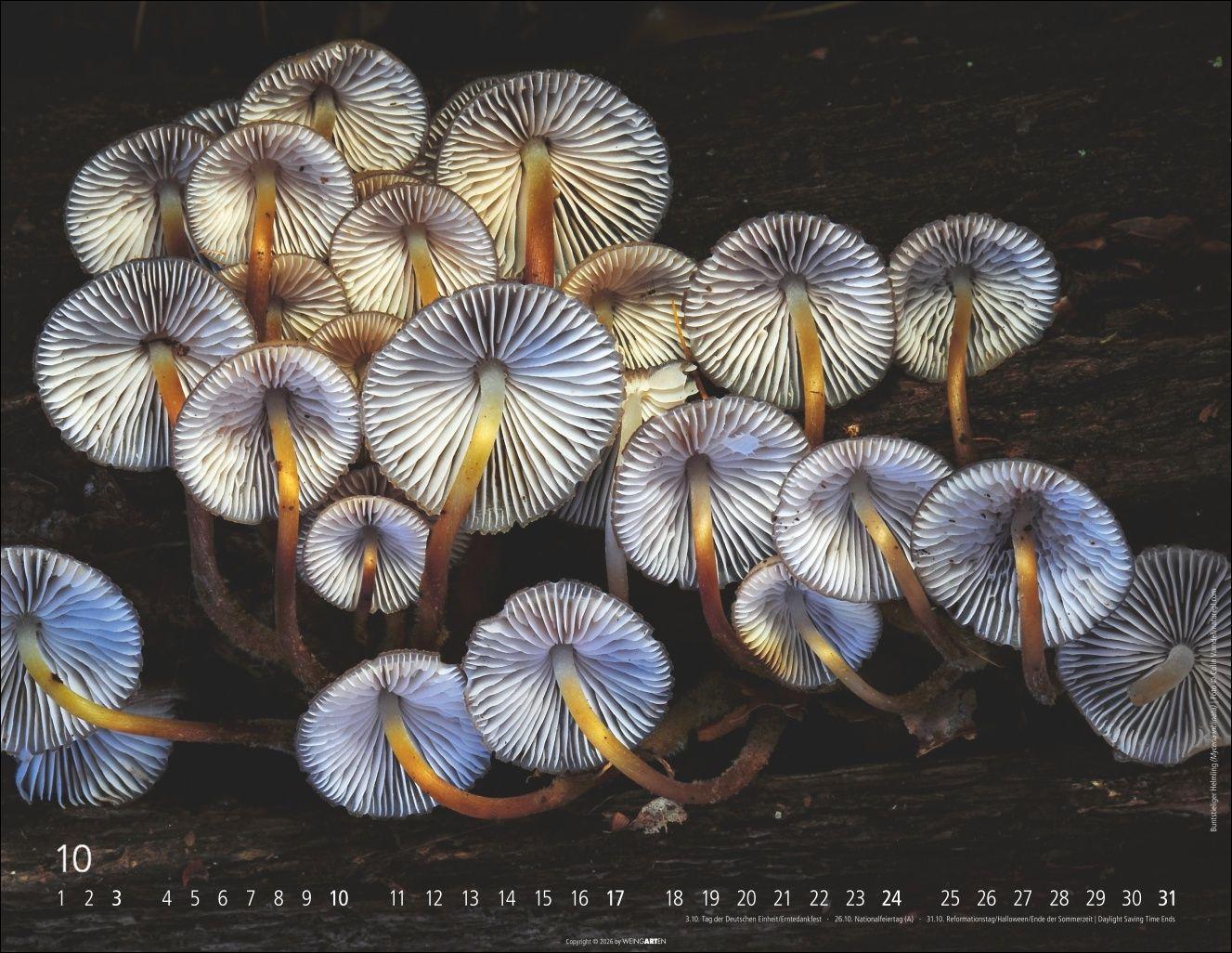 Beispielinhalt (Bild) Wunderwelt der Pilze Kalender 2027