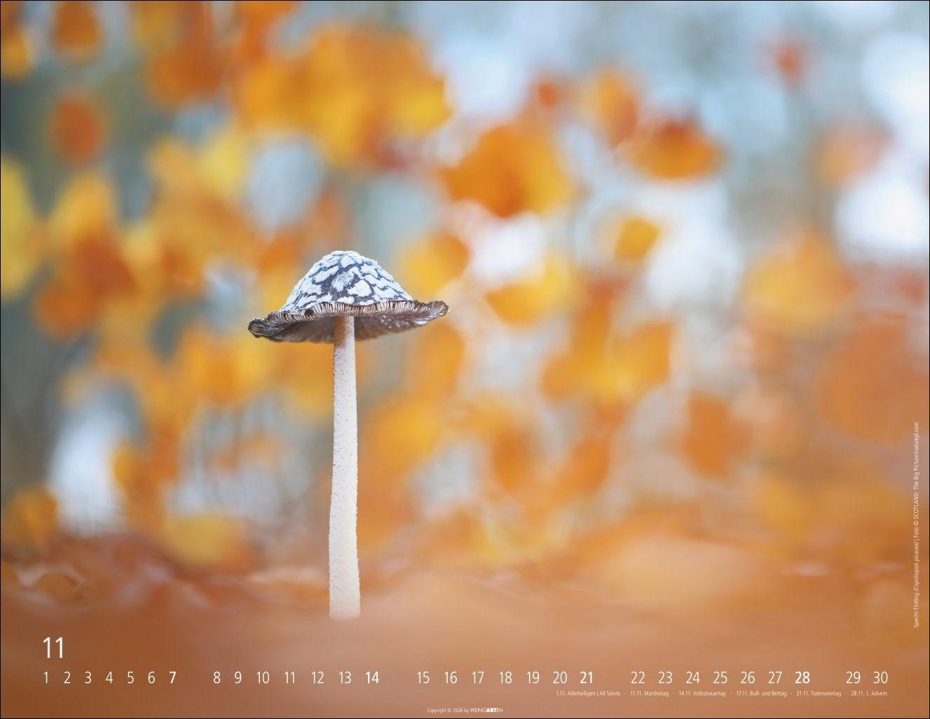 Beispielinhalt (Bild) Wunderwelt der Pilze Kalender 2027