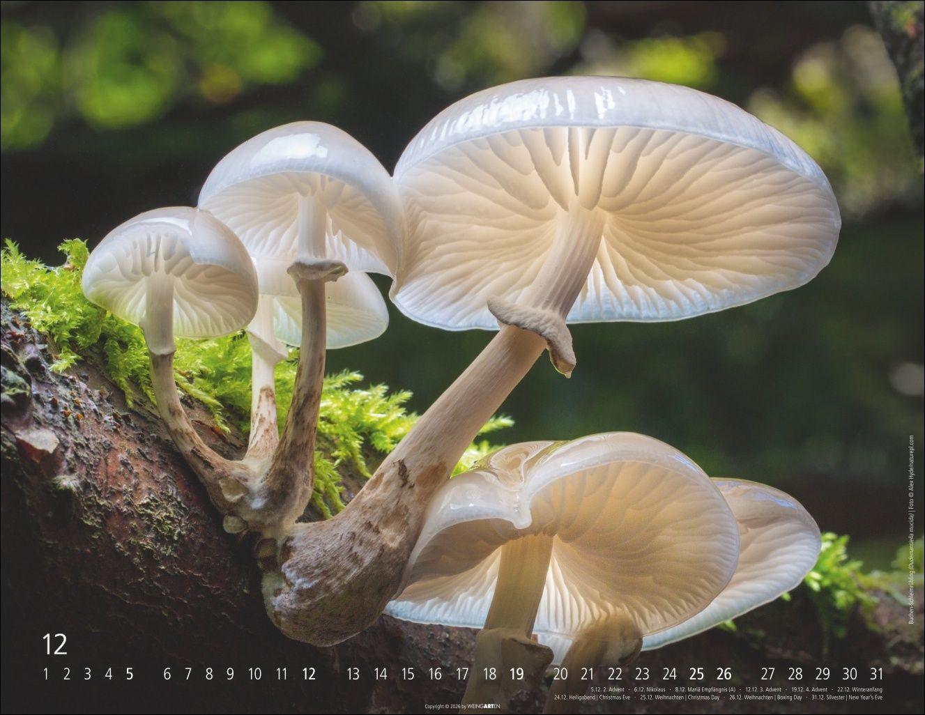 Beispielinhalt (Bild) Wunderwelt der Pilze Kalender 2027
