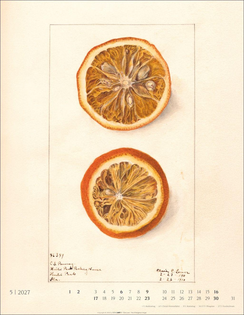 Beispielinhalt (Bild) Alte Sorten Kalender 2027