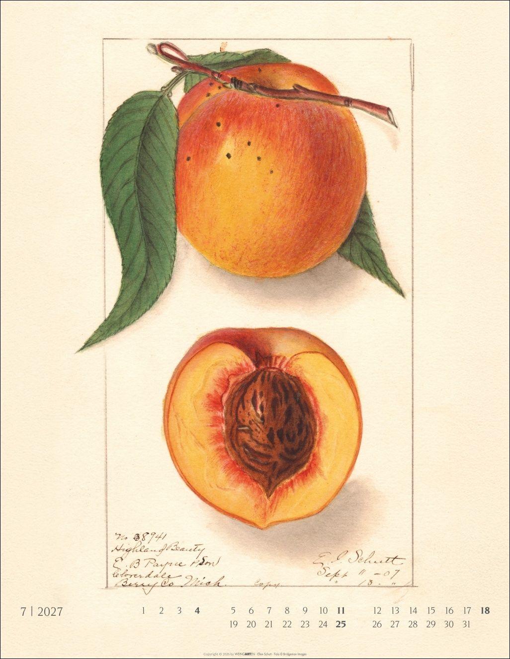 Beispielinhalt (Bild) Alte Sorten Kalender 2027