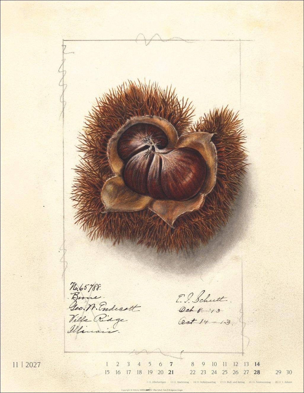 Beispielinhalt (Bild) Alte Sorten Kalender 2027