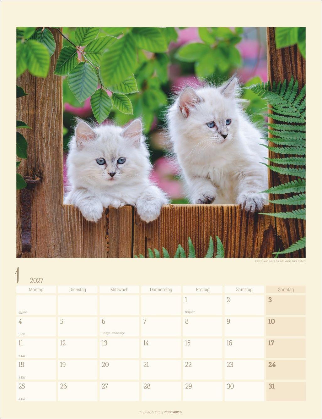 Beispielinhalt (Bild) Katzen auf dem Lande Kalender 2027