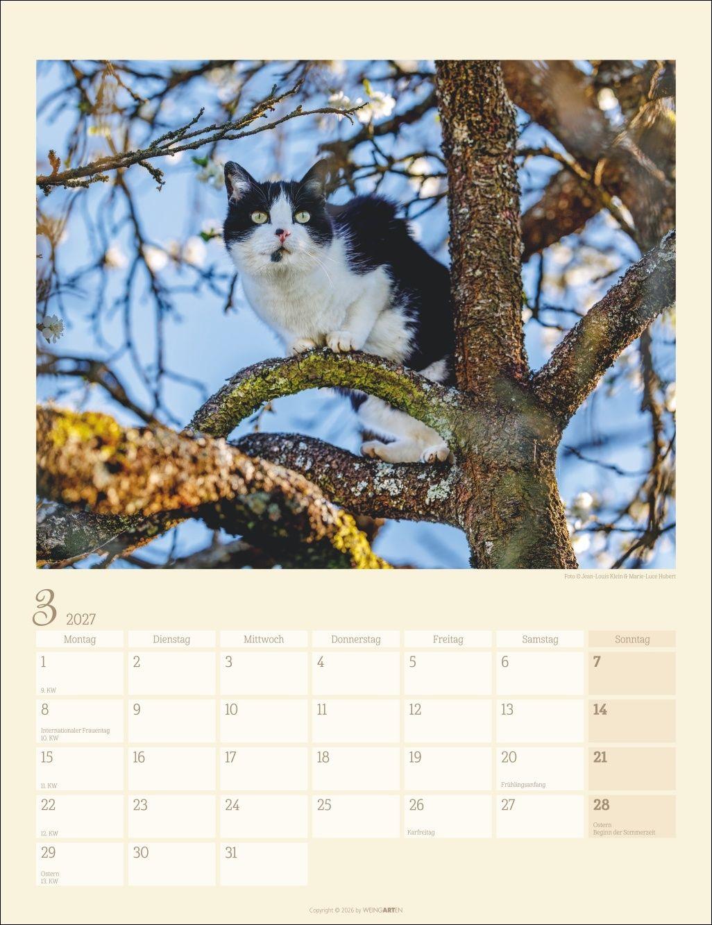 Beispielinhalt (Bild) Katzen auf dem Lande Kalender 2027