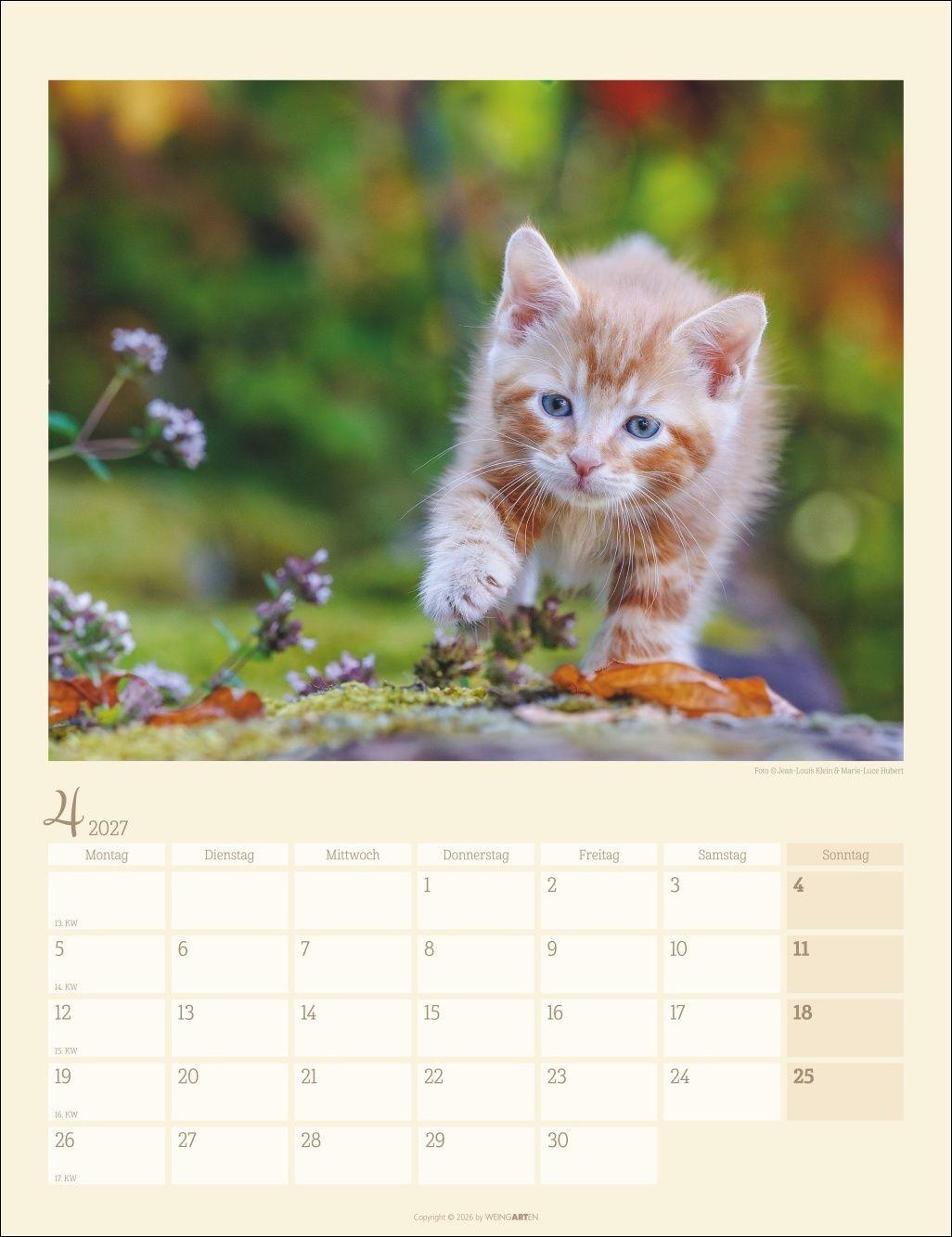 Beispielinhalt (Bild) Katzen auf dem Lande Kalender 2027