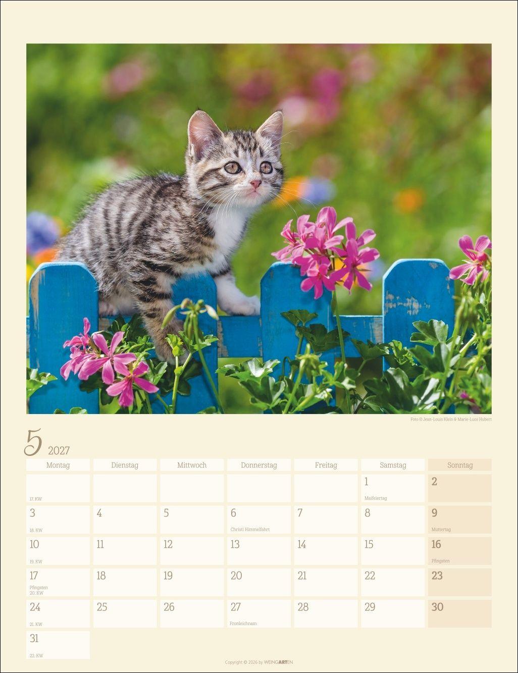 Beispielinhalt (Bild) Katzen auf dem Lande Kalender 2027