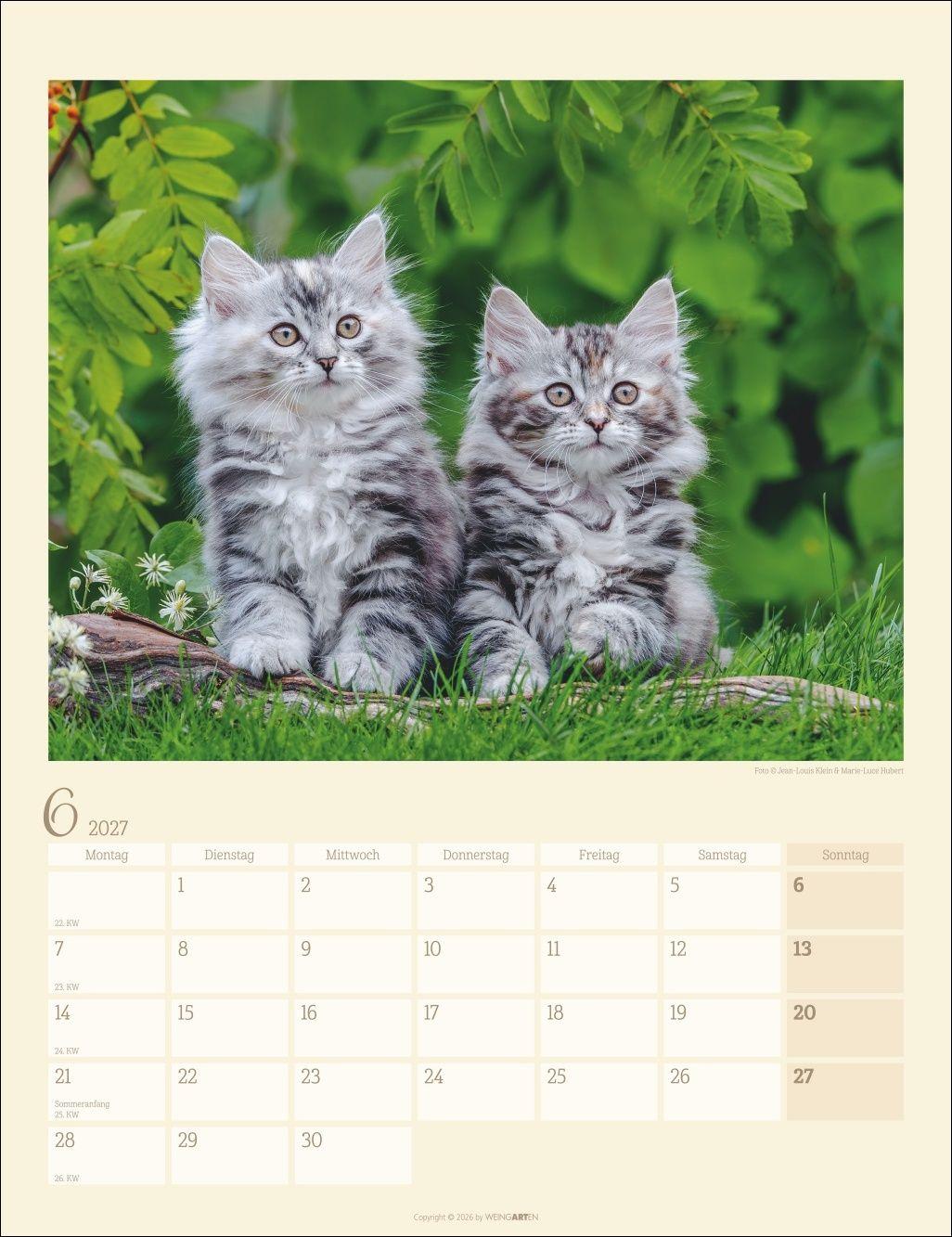 Beispielinhalt (Bild) Katzen auf dem Lande Kalender 2027
