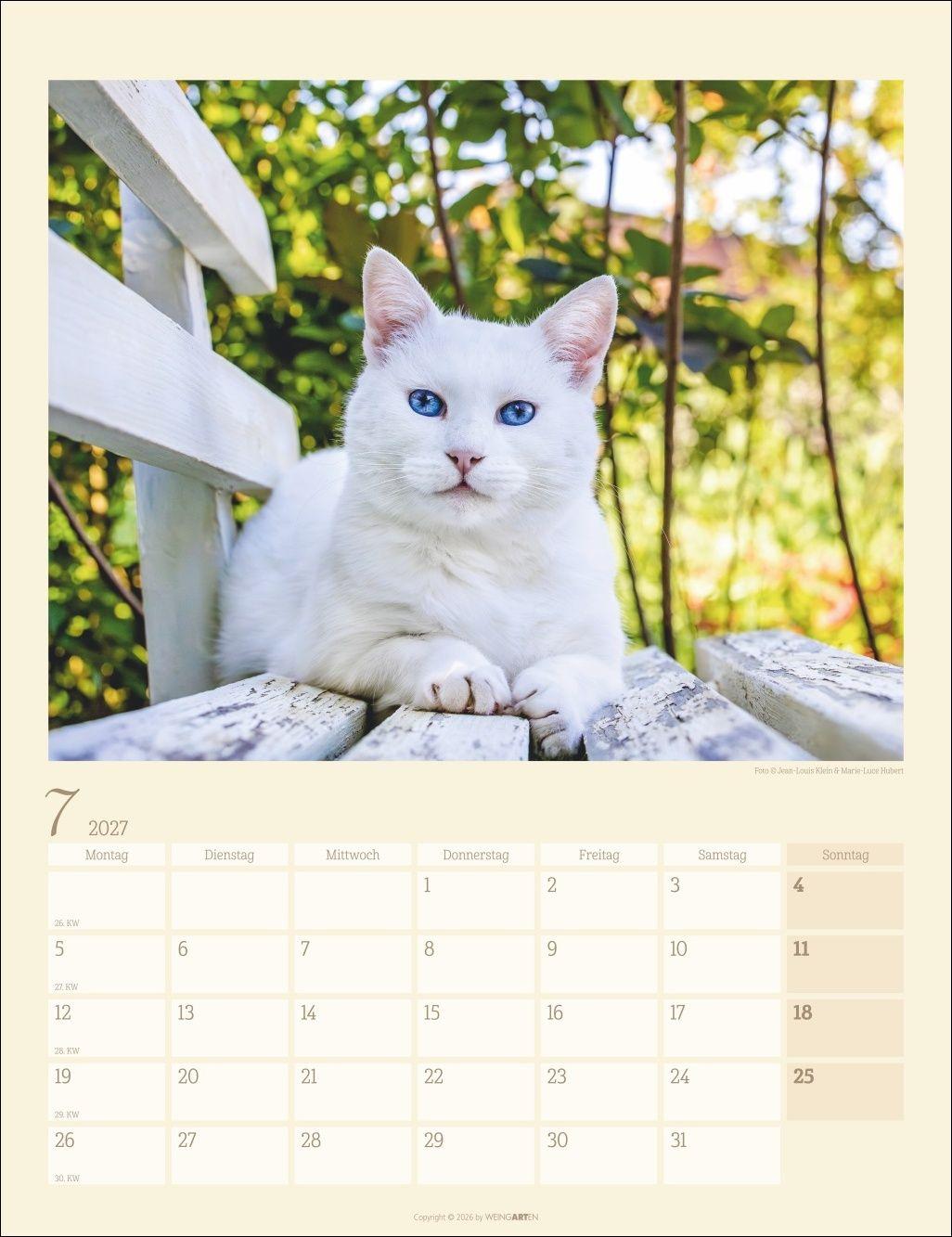 Beispielinhalt (Bild) Katzen auf dem Lande Kalender 2027