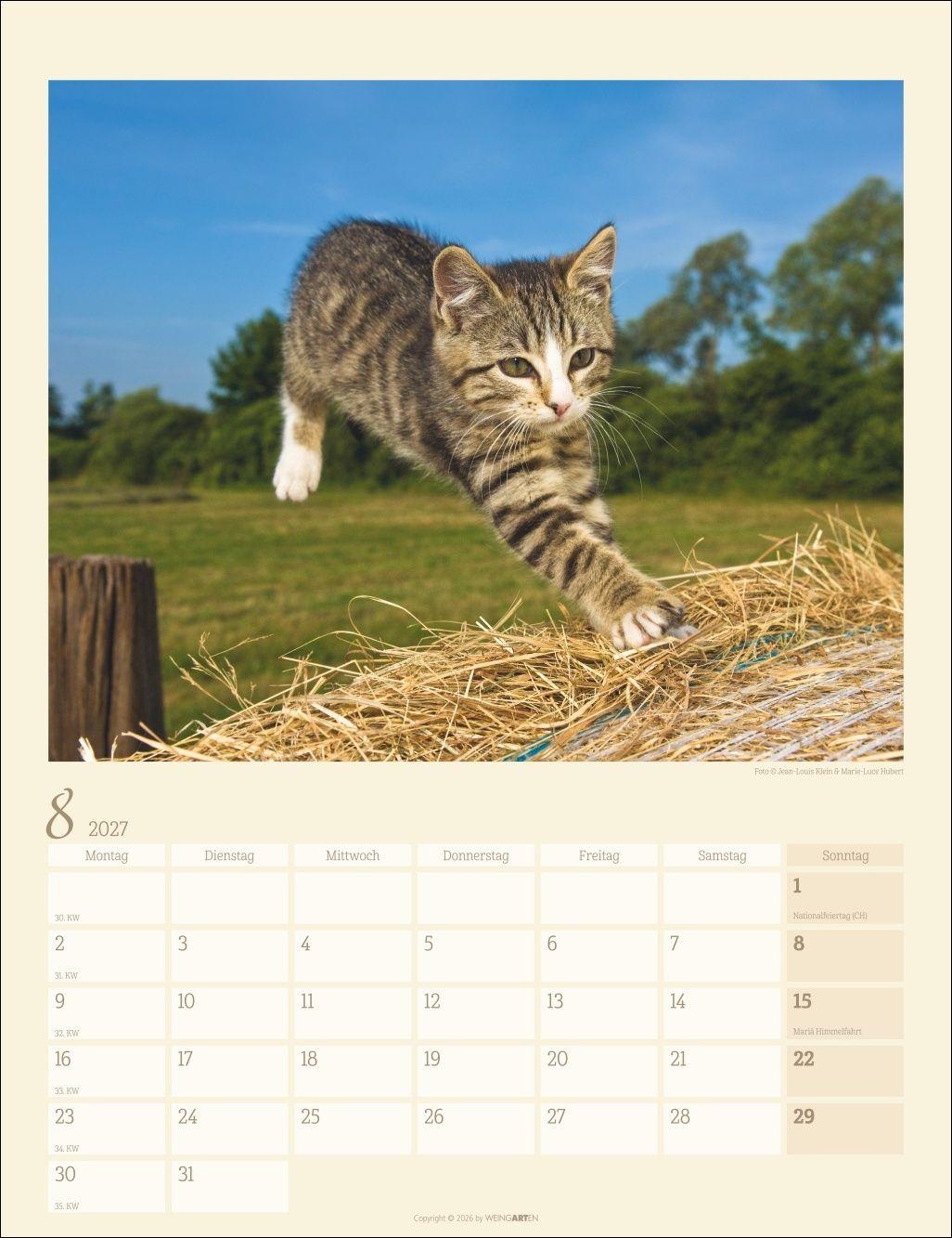 Beispielinhalt (Bild) Katzen auf dem Lande Kalender 2027